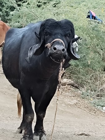 મોહનભાઈ