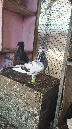 કબૂતર ઉડાન ને પલટી