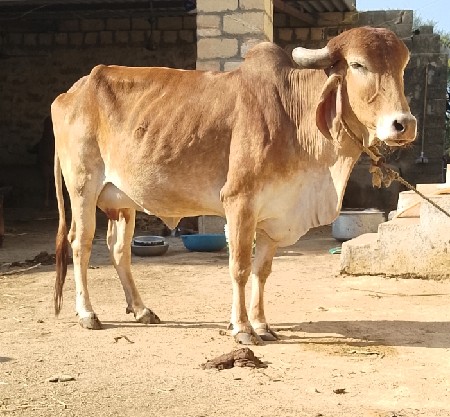 थंबनेल 2