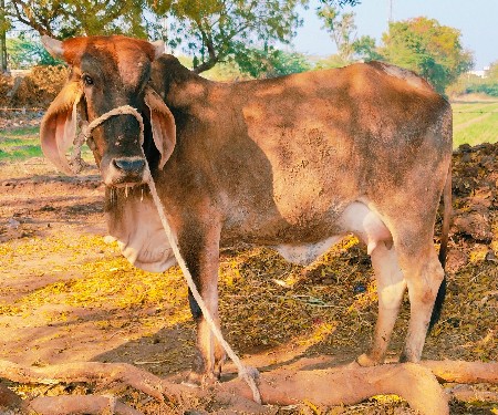 थंबनेल 3