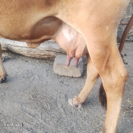 ગાય વેચવાની છે