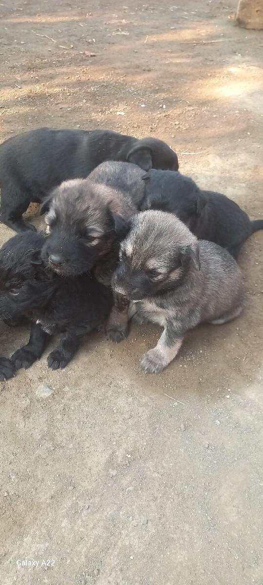 જર્મન સેફડ બચા મેલ  અને ફી મેલ