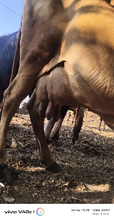 ત્રીજું વેતર