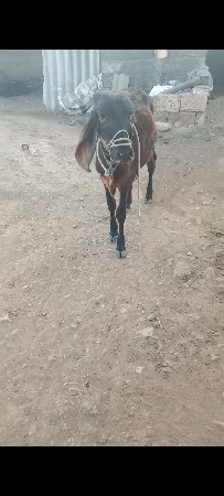 વસેરી લેવાની છે વાશળીના સાટા