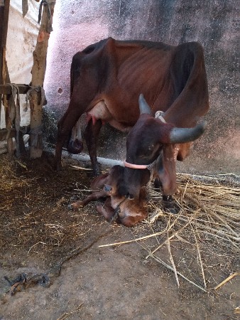 ગાય વેચવાની છે પેલું વેતરિયાણી દસ-