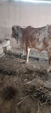 थंबनेल 3