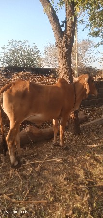 ગાય વેચવાની છે
