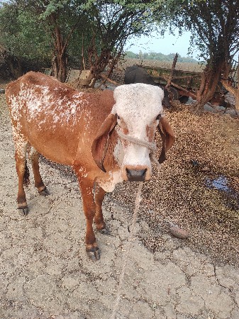 ગીર હોડકી