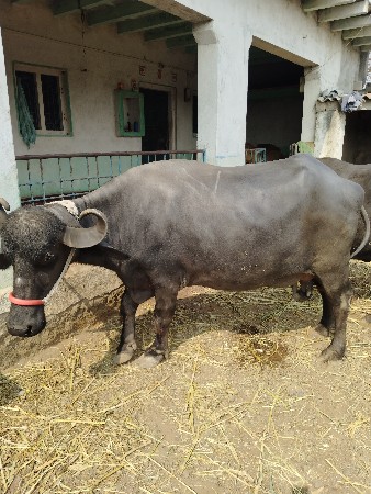 थंबनेल 2