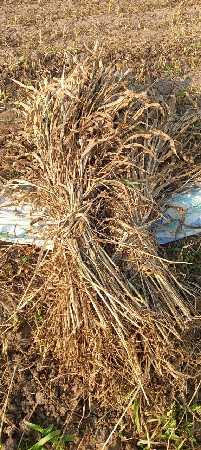 જુવાર વેચવાની છે