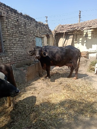 થંબનેલ 2