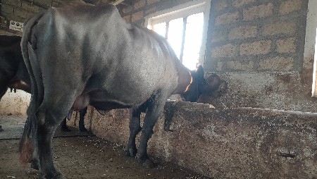 थंबनेल 2