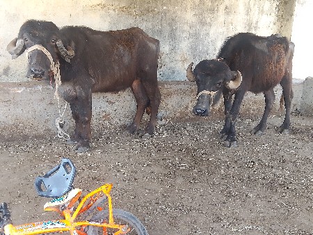 ખડેલા વેચવાના છે