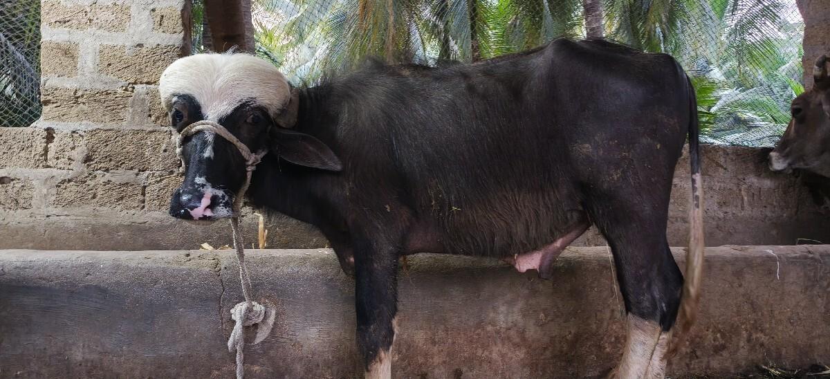 પાડી 1 ને પાડો 1 વેચવાની છે