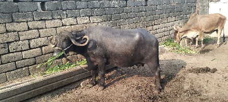 थंबनेल 2