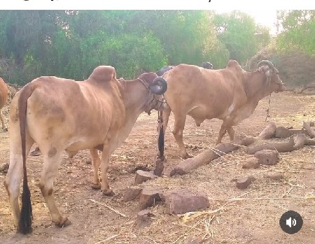 ટોટલ જવાબદારી થી બળદ દેવાના છે માર