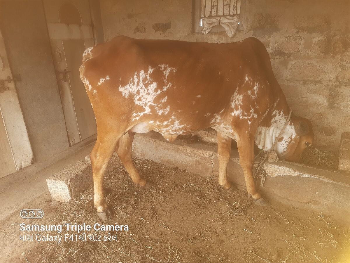 ગીર ઓડકી પેલુ વેતર