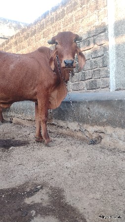 ગીર હોડકી