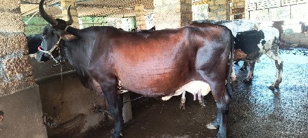 hf gay vechvani che...