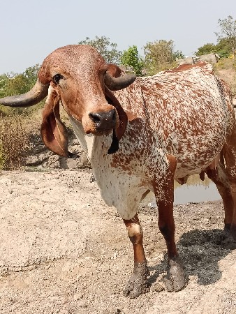 थंबनेल 2