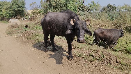 બની ભેંસ વેચ વાની છે
