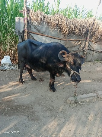 थंबनेल 3