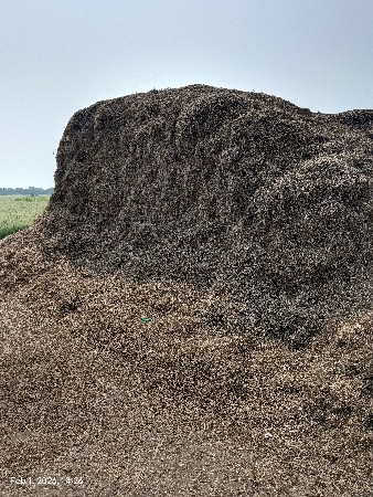 માંડવી નો ભૂકો