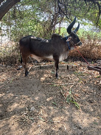 थंबनेल 2