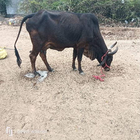 थंबनेल 3