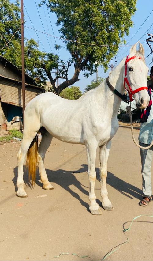Godi che 
Sata ma kudva varu hale godo//godi
