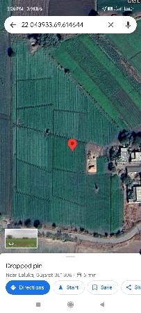 39 નંબર મગફળી