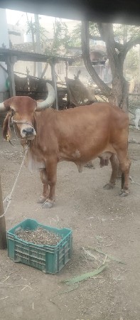 ગીર ગાય વેચવાની છે