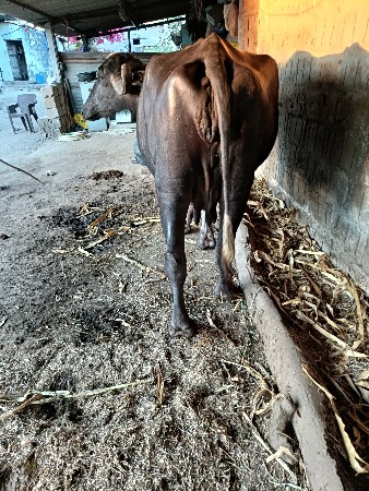 थंबनेल 3