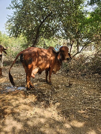 ઞાય વેશવાનિ છે