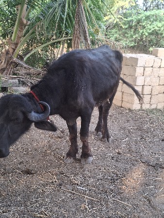 थंबनेल 2