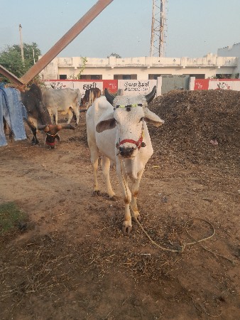 થંબનેલ 3