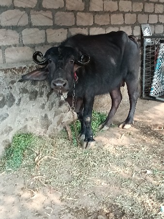 ભેંસ વેચવાની છે
