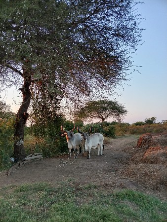 थंबनेल 3