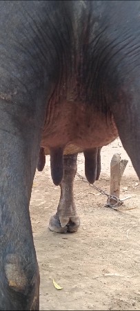 જાફરાબાદી  ભેસ છે