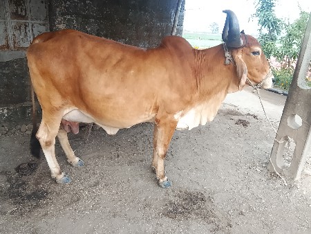 ગાય વેચવાની છે