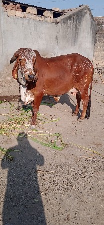 થંબનેલ 3