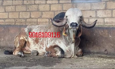 थंबनेल 3