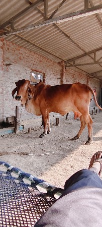 બીજુ વેતર છે