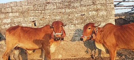 પેલા વેતર ની વોડકી