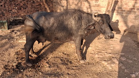 ભેંસ વેચવાની છે