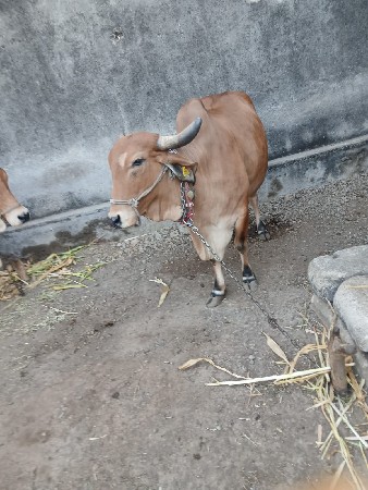 ગાય વેચવાની છે