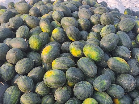 કસરી ૧kg 3 kg