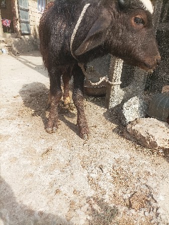 જાફરાબાદિ 1 વર્ષ નો પાડો વેશવાનો છે