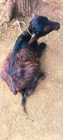 અવિના મોરવાડા