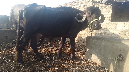 थंबनेल 1